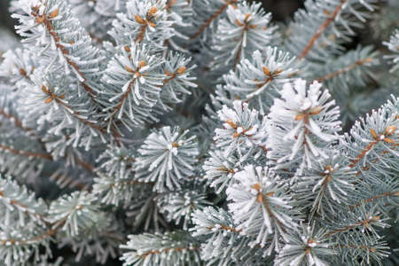 Fir tree branche covered with hoarfrost. Selective focusの写真素材