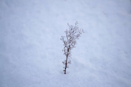Snowy frost bush branches winter backgroundの写真素材