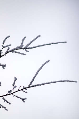 Snowy frost bush branches winter backgroundの写真素材