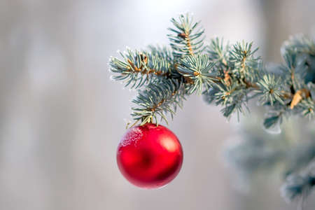 Fir branch with red ball. Outdoors. Selective Focus. New Year and Christmas backgroundの写真素材
