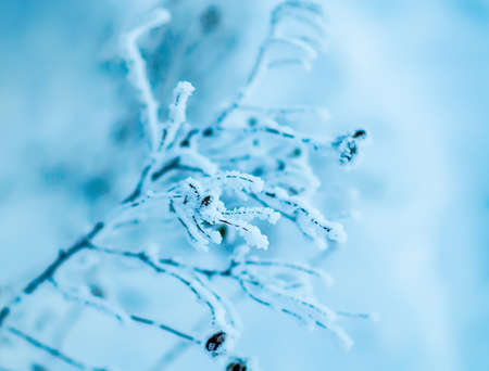 Snowy frost bush branches winter background. Selective focusの写真素材