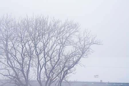 Seasonal cold winter beech trees branches with white mist, frost and snow. Selective focus, blurred backgroundの写真素材