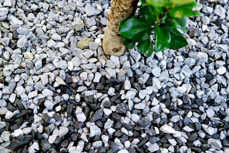 Fine natural stone mulch of tree. Selective focusの写真素材