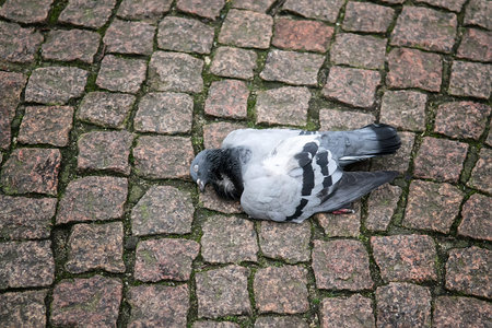 Spotted dove with a lying dead on a cobblestone. Selective focusの写真素材