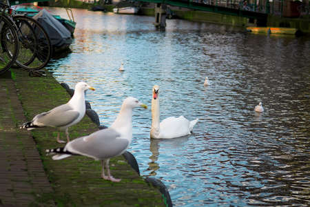 White swans on embankment of Amsterdam Canal, Holland. Selective focusの写真素材