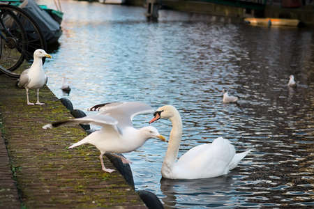 White swans on embankment of Amsterdam Canal, Holland. Selective focusの写真素材