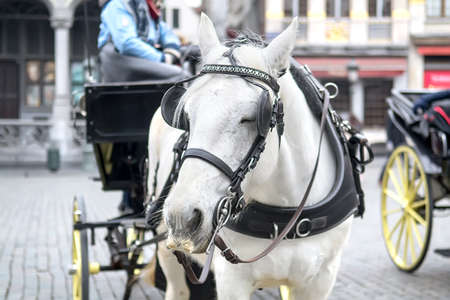 Beautiful horse harnessed to a carriage Brussels, Belgium. Selective focusの写真素材