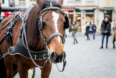 Beautiful horse harnessed to a carriage Brussels, Belgium. Selective focusの写真素材
