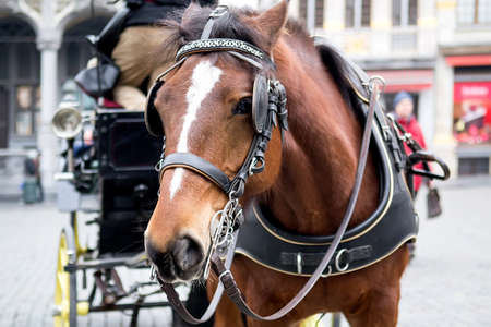 Beautiful horse harnessed to a carriage Brussels, Belgium. Selective focusの写真素材