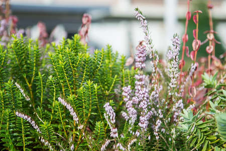 Purple heather and succulent, plant in the garden with selective focusの写真素材