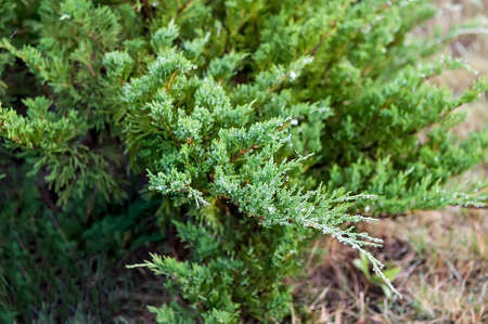 Drops of water on the juniper branch after rain. Selective focusの写真素材