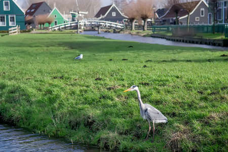 Great Blue Heron during fish hunt, Netherlands. Selective focusの写真素材