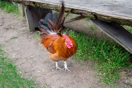 Nice red cock walking on a rural yardの写真素材