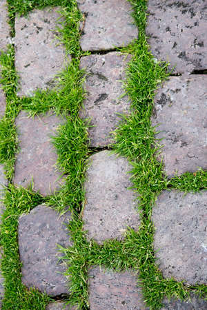 Texture of square gray stones lined in a park for a sidewalk. Grass between the stonesの写真素材
