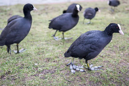 Eurasian coot ( Fulica atra) walking on green grass, The Netherlands. Selective focusの写真素材