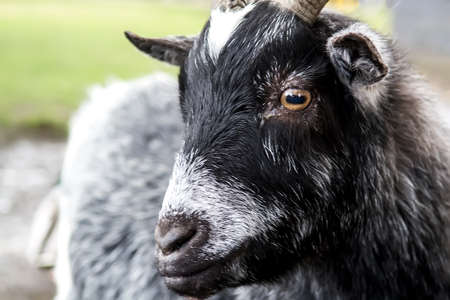Goat from the Netherlands looks for delicious food. Selective focusの写真素材