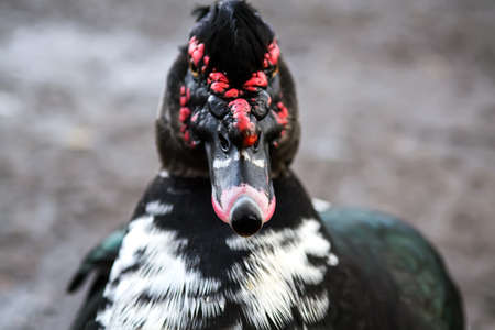 Portrait of a Muscovy Duck (Cairina moschata). Selective focusの写真素材