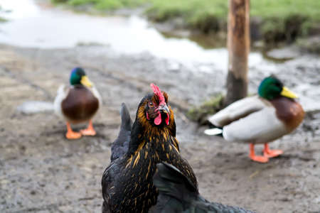 Chicken farming. They feed ducks and chickens. And a beautiful black hen in the center. Selective focusの写真素材