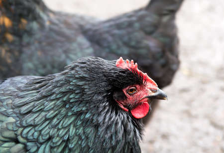 Closeup of a hen in a farmyard. Selective focusの写真素材