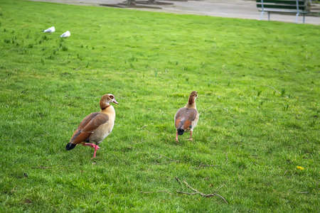 Ducks in the park in Rotterdam, Holland. Selective focusの写真素材