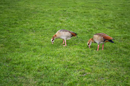 Ducks in the park in Rotterdam, Holland. Selective focusの写真素材