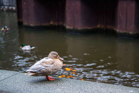 Duck on the river embankment in spring. Selective focusの写真素材