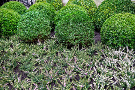 Park with shrubs and violet lawns, landscape design. Selective focusの写真素材