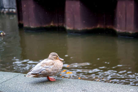 Duck on the river embankment in spring. Selective focusの写真素材
