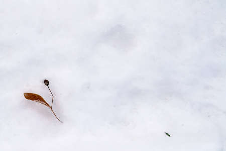 Basswood seeds lying on the white snow. White snow with linden seeds as a background. Selective focusの写真素材