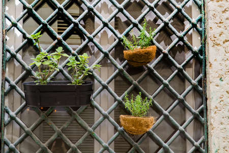 Window with flower pots and grilleの写真素材