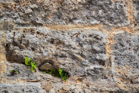 Green plants between the stones. Old stone wall covered with green plants.の写真素材