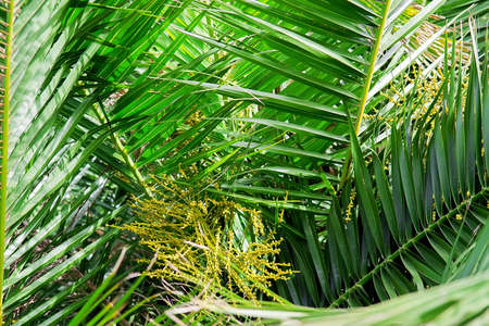 Date palm leaf background texture. Selective focusの写真素材