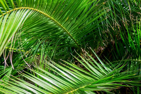 Date palm leaf background texture. Selective focusの写真素材