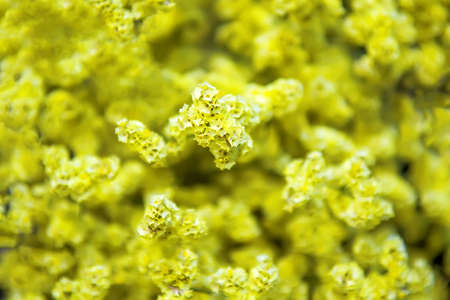 Many yellow flowers for background. Selective focusの写真素材