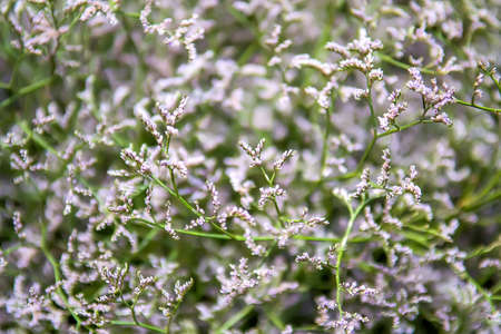 Goniolimon tataricum or german statice or tatarian statice or tatarian sea-lavender plant. Selective focusの写真素材