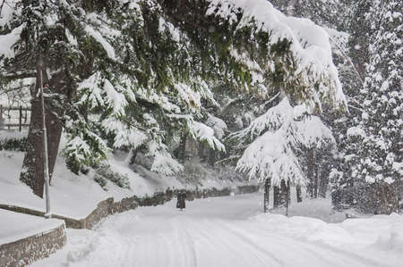 Blizzard, strong snowstorm, snow-covered trees. A silhouette lone woman walking along a forest road under the winter snowstorm. Selective Focus.の写真素材