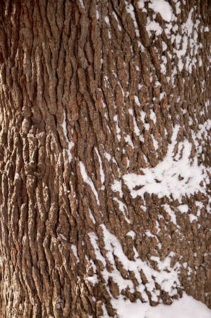 Tree bark in a forest covered with snow. Selective Focus.の写真素材