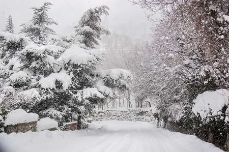 Winter landscape with snowy trees along the winter park. Blizzard, strong snowstorm. Selective Focus.の写真素材