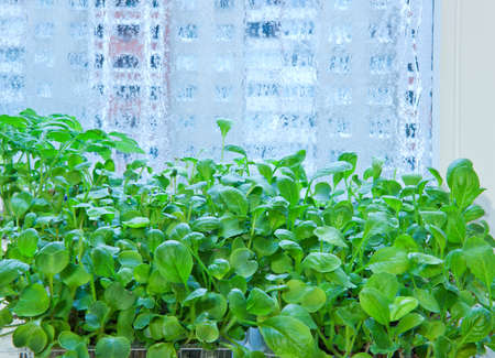 Green indoor plants on the background of the window in winter. Houseplants on the windowsill. Selective focusの写真素材