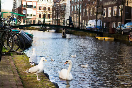 White swan and seagulls on embankment of Amsterdam Canal, Holland. Selective focusの写真素材