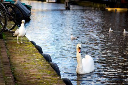 White swan and seagulls on embankment of Amsterdam Canal, Holland. Selective focusの写真素材
