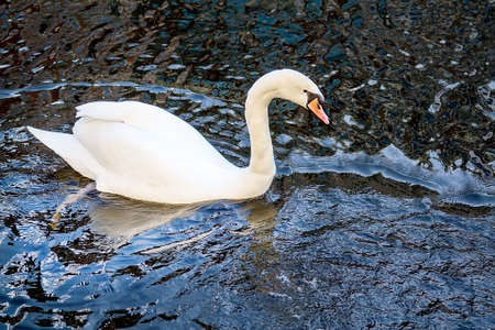 Swan on one of the waterways in Amsterdam, Netherlands. Selective focusの写真素材