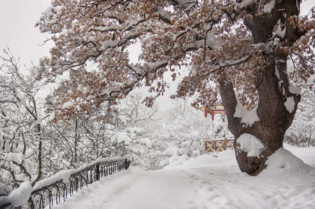 Winter landscape. Oak tree with unblown brown leaves against the background of a snow-covered park. Selective focusの写真素材