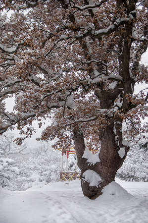 Winter landscape. Oak tree with unblown brown leaves against the background of a snow-covered park. Selective focusの写真素材
