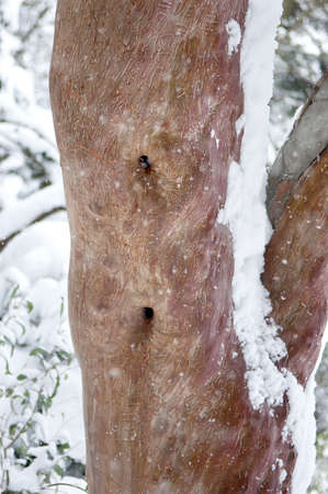 Sycamore. Old tree trunk in winterの写真素材