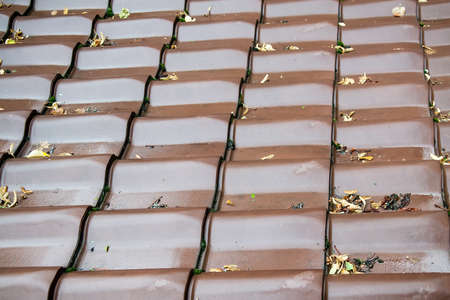 Ffallen leaves on the roof of the tilesの写真素材