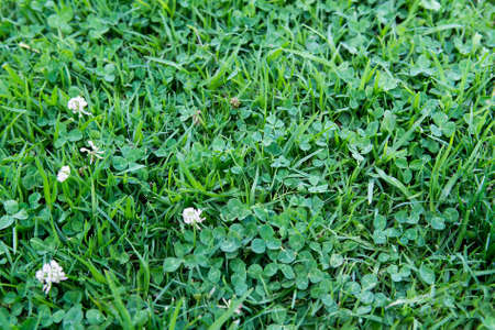Dutch clover on lawn in spring or summer garden. Selective focusの写真素材