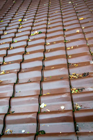 Fallen leaves on the roof of the tilesの写真素材
