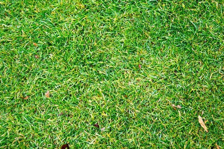 Field of fresh green grass texture as a background, top close up viewの写真素材
