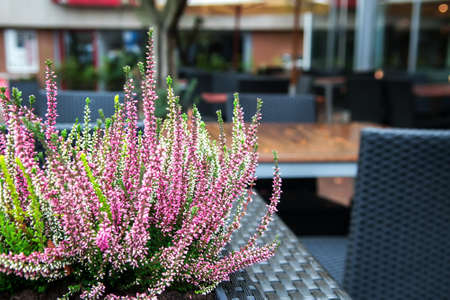Heather flowers. Street cafe. Selective focusの写真素材